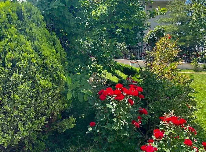 Marina K-s Triumph Daire *